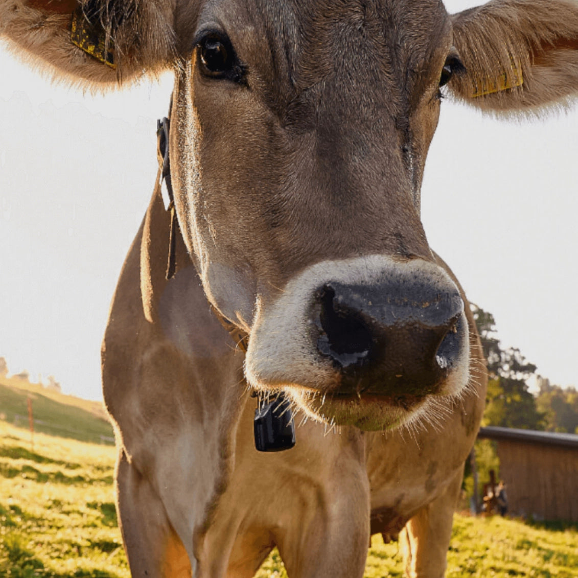 Nachhaltige Landwirtschaft in der Schweiz – Kuh auf der Weide als Teil der Verantwortung von ViCAFE für Umwelt und Natur.