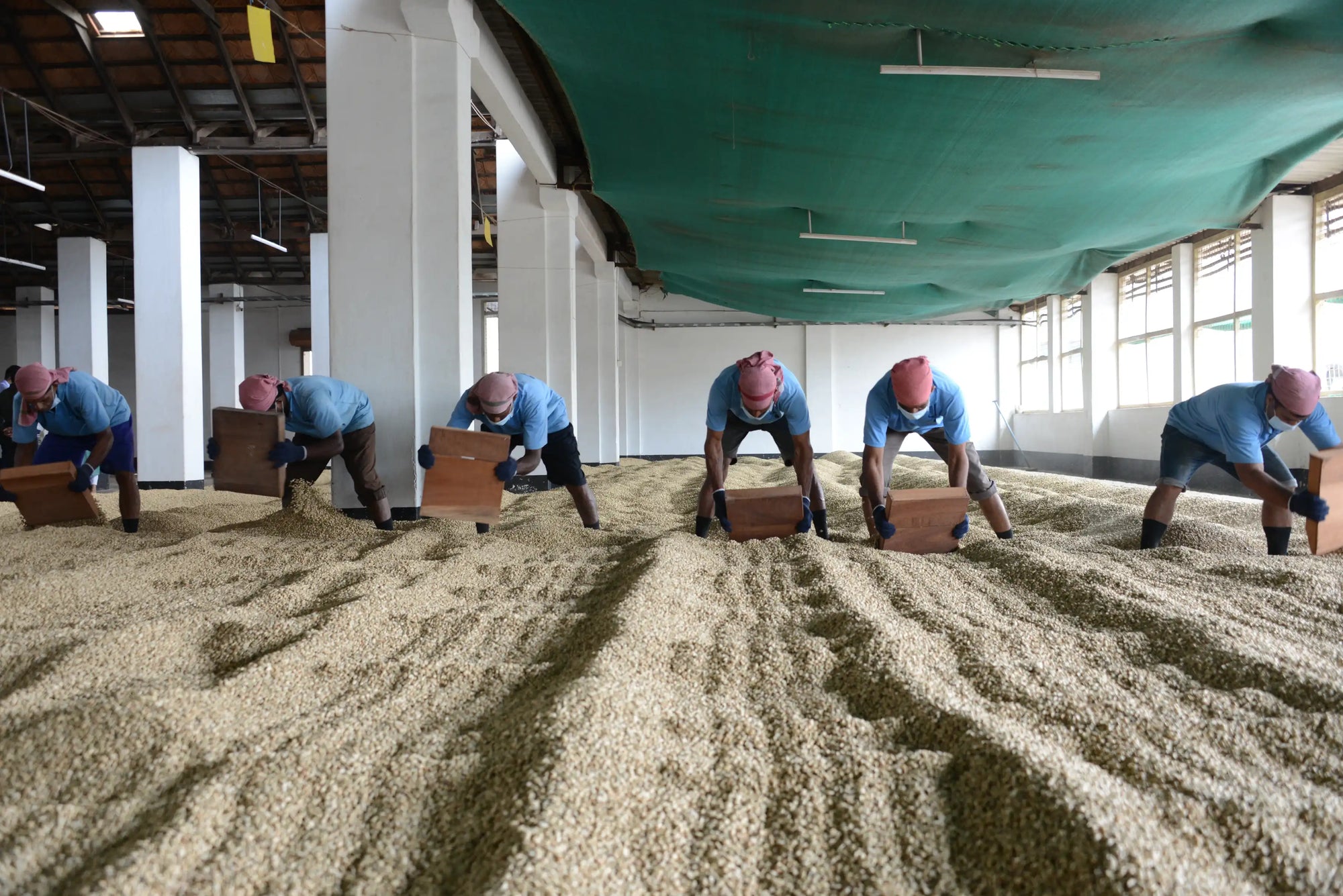Indische Arbeiter wenden Kaffeebohnen während des Monsooning-Prozesses in Chikmagalur, Karnataka – traditionelle Aufbereitung für India Special Monsooned Kaffee von ViCAFE.
