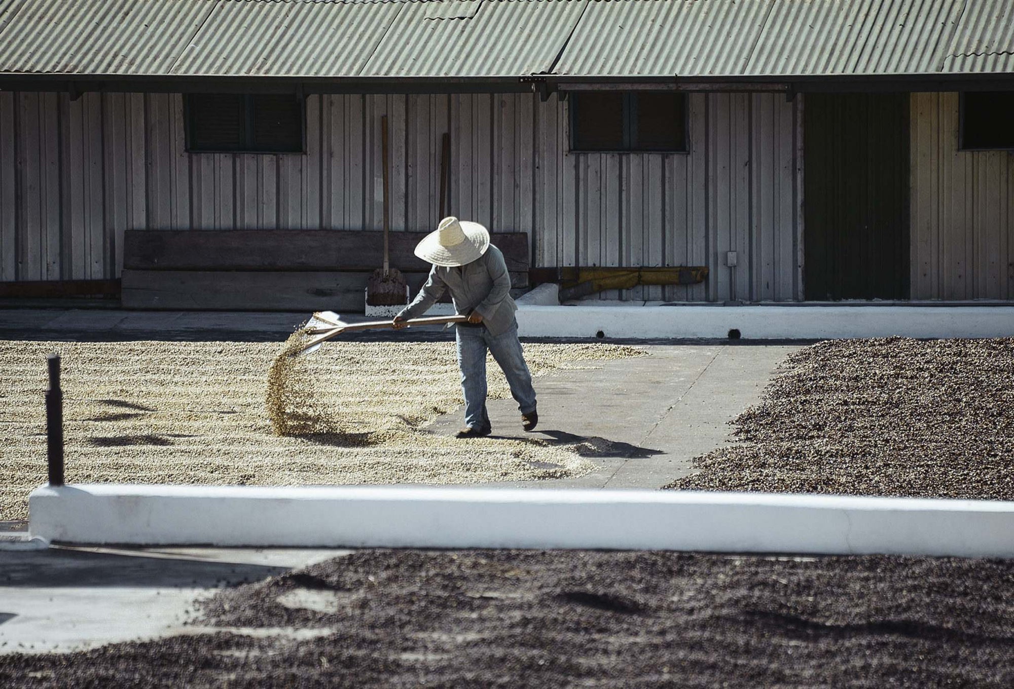 coffee farmer turning coffee on patio in guatemala