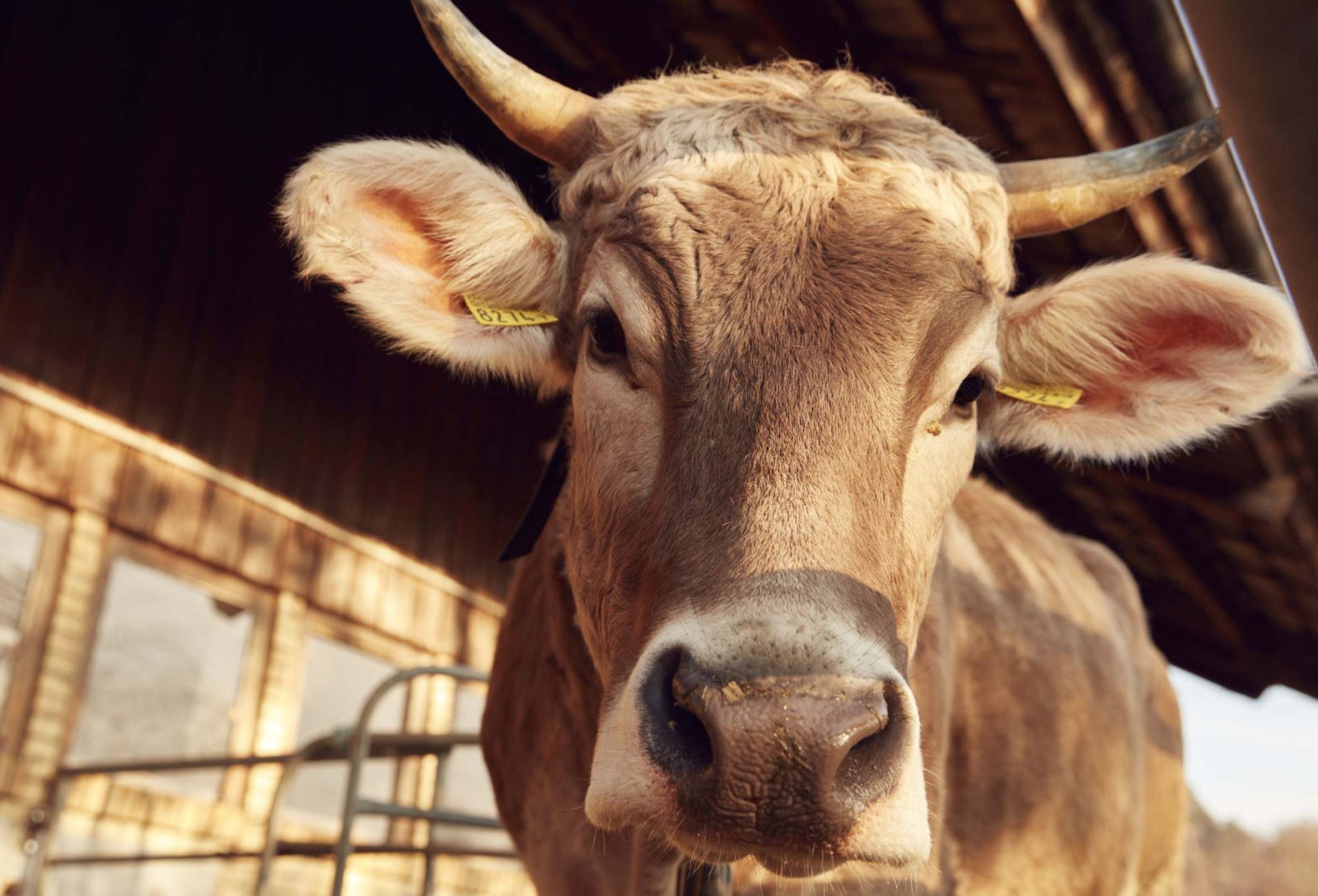 cow on farm birkenhof in uster switzerland