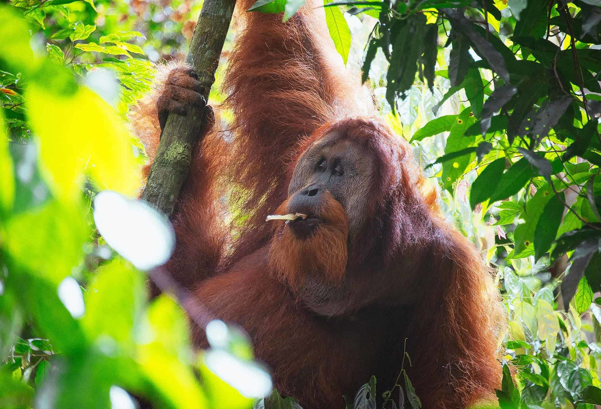 UNSER ORANG-UTAN-KAFFEE