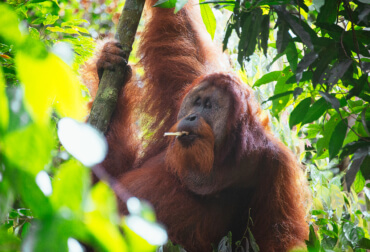 Our orangutan coffee
