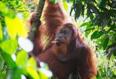 Read more about the article OUR ORANGUTAN COFFEE
