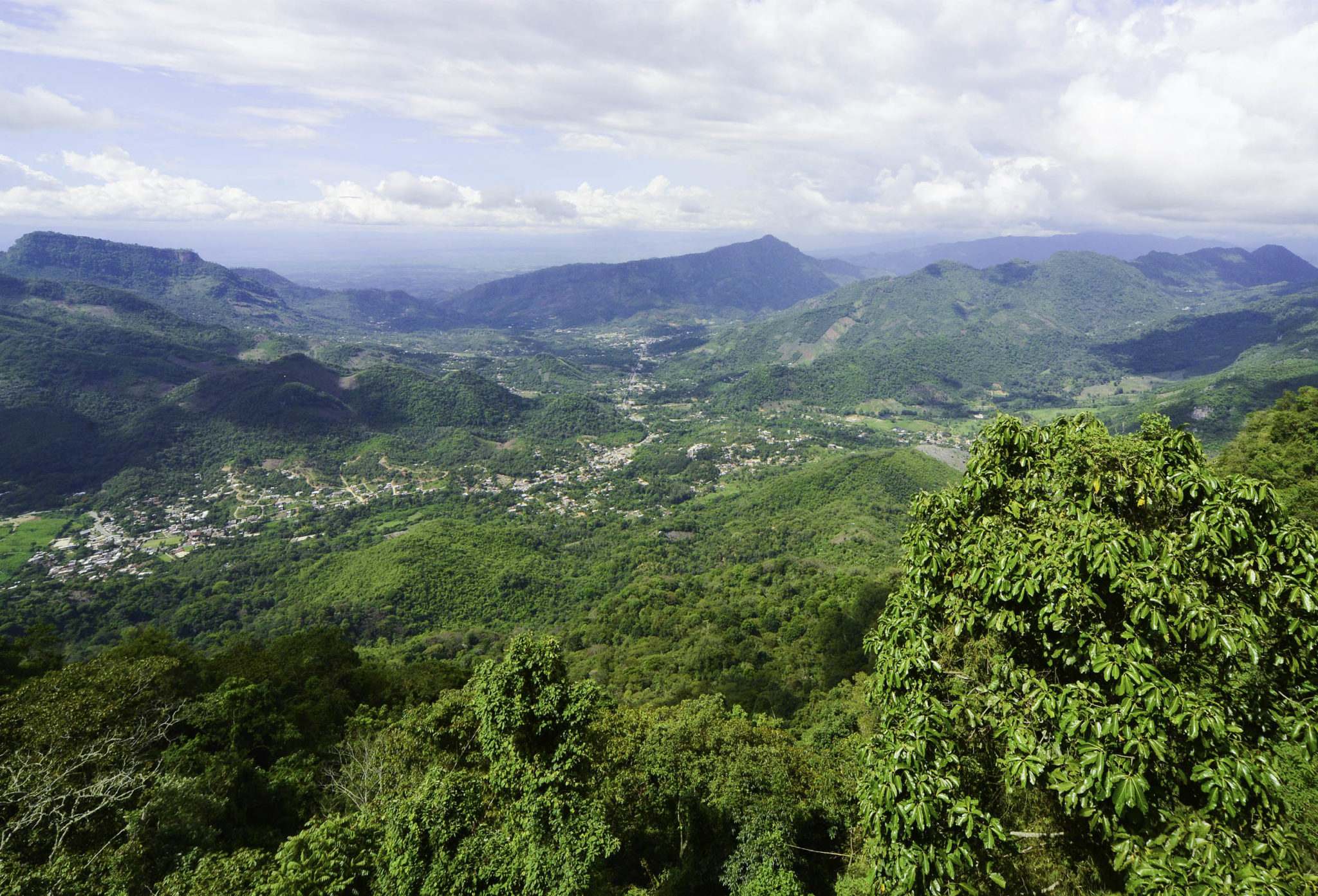 Guatemala - The land of trees and coffee | ViCAFE