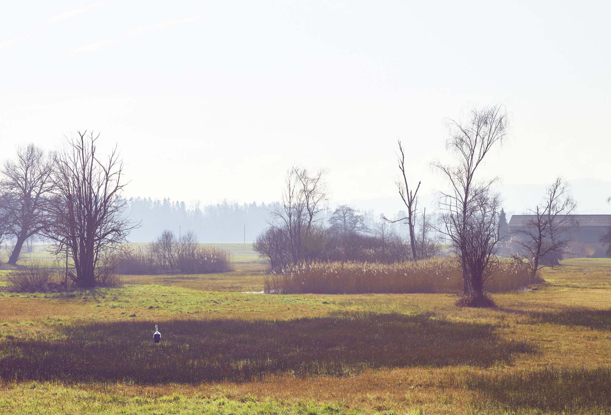 swamp with stork on farm birkenhof in uster switzerland