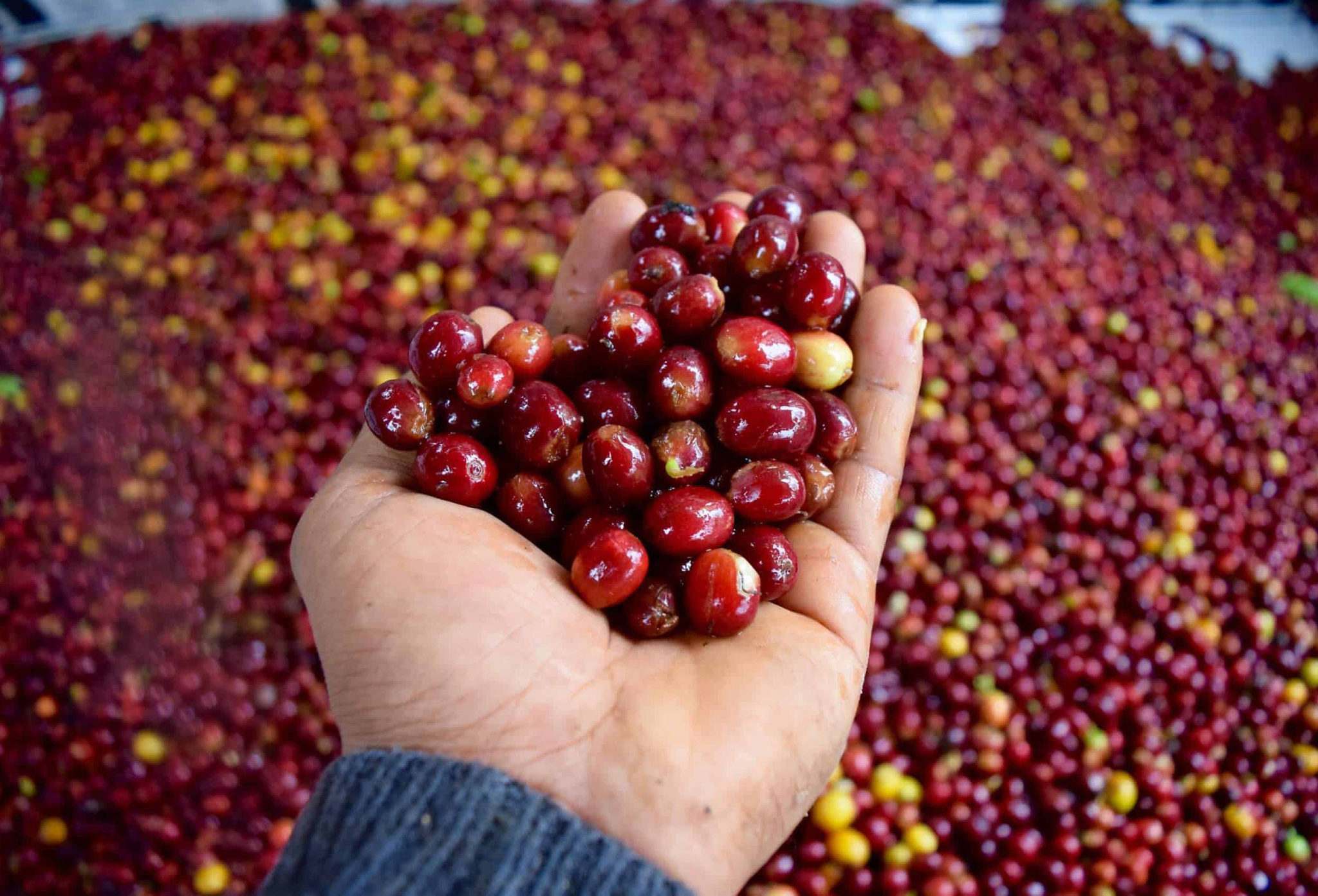 red coffee cherries in farmer's hand on coffee farm in pitalito colombia