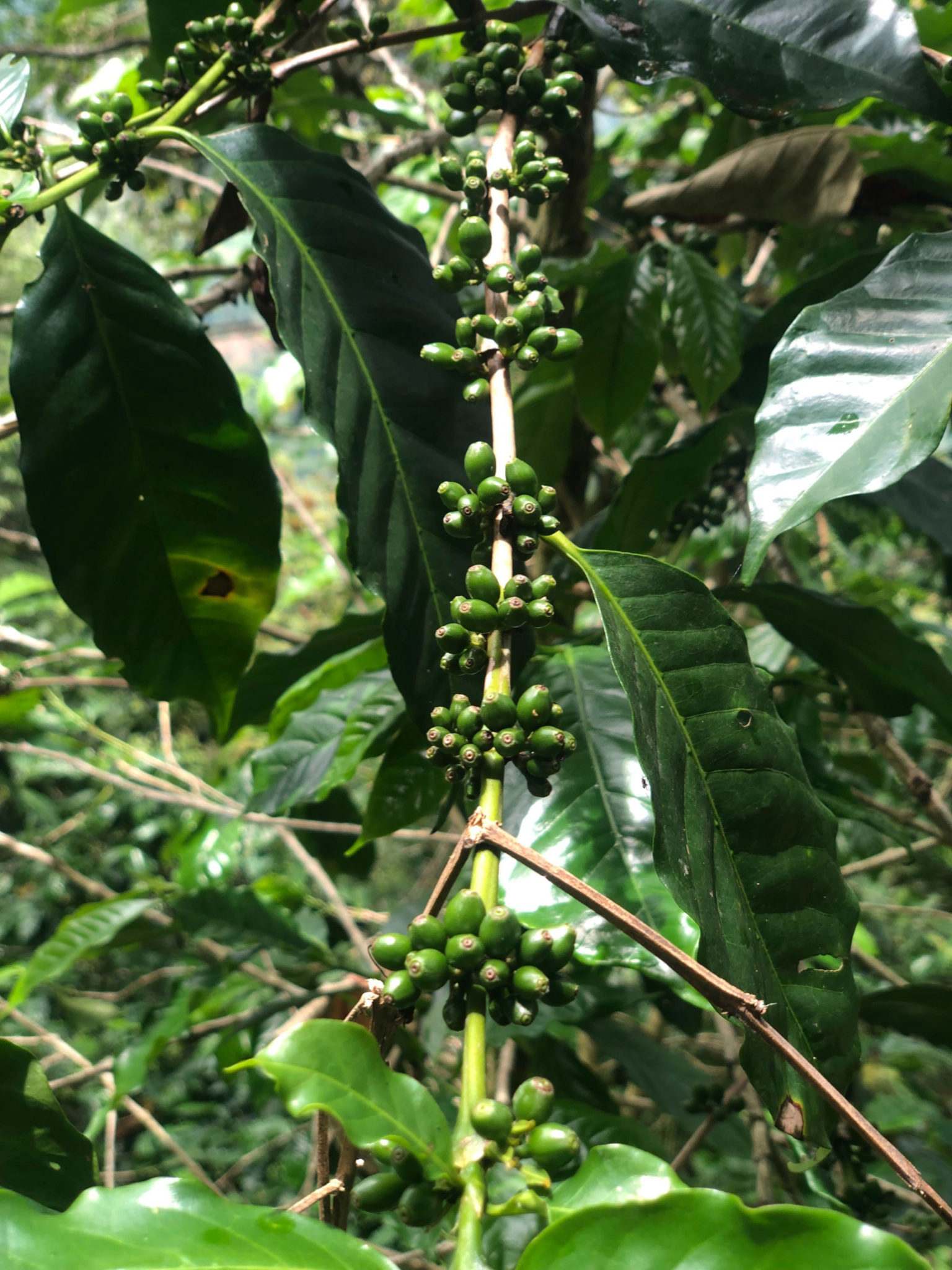 Green coffee cherries at the coffee plant