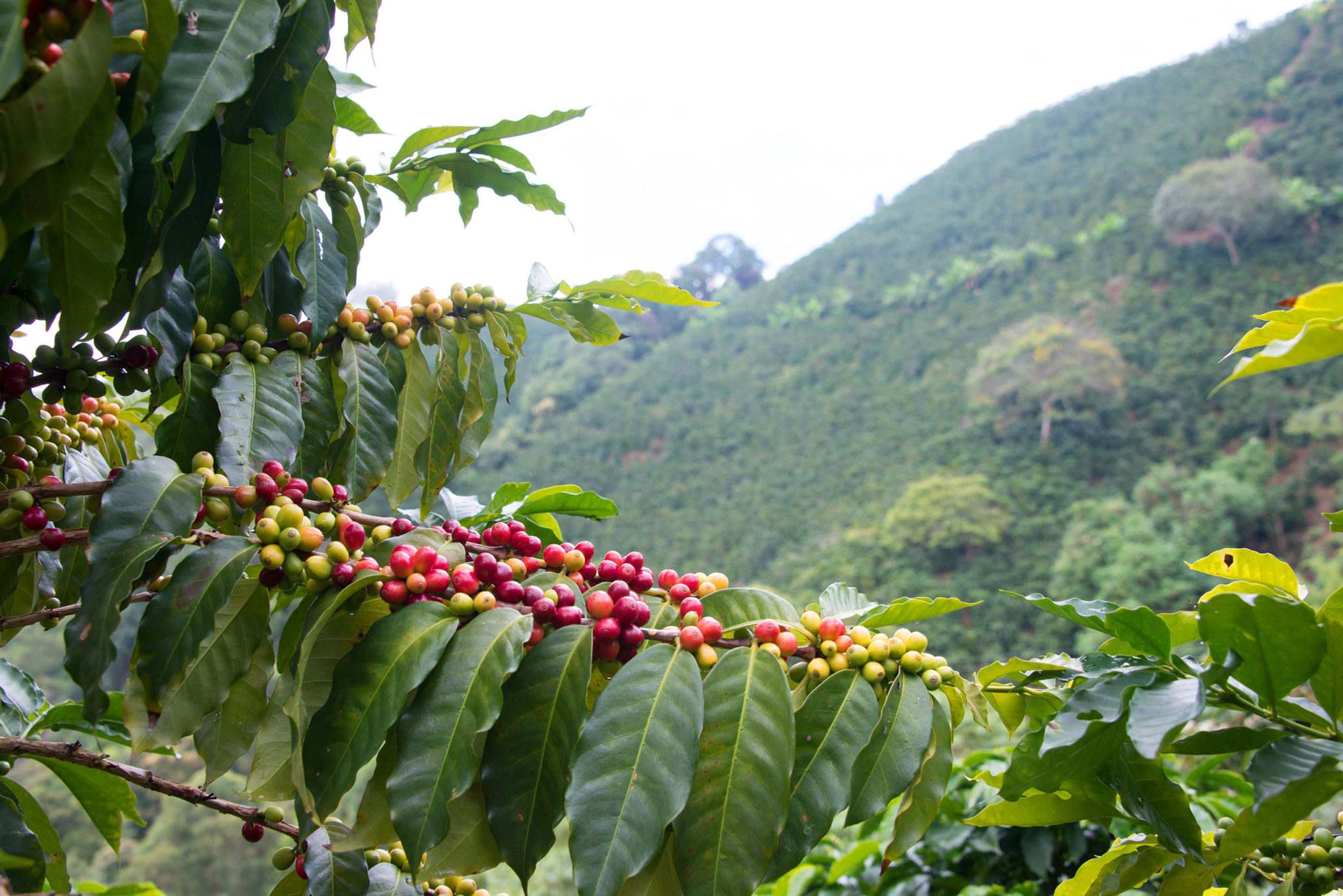 Red coffee cherries and coffee plant