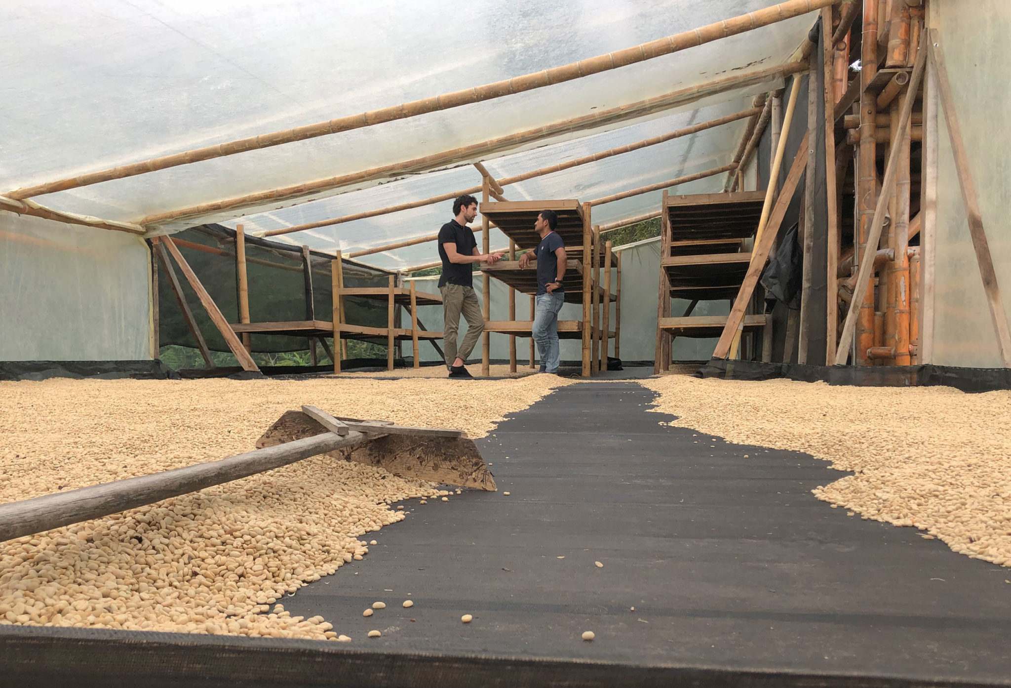 Coffee drying in green house