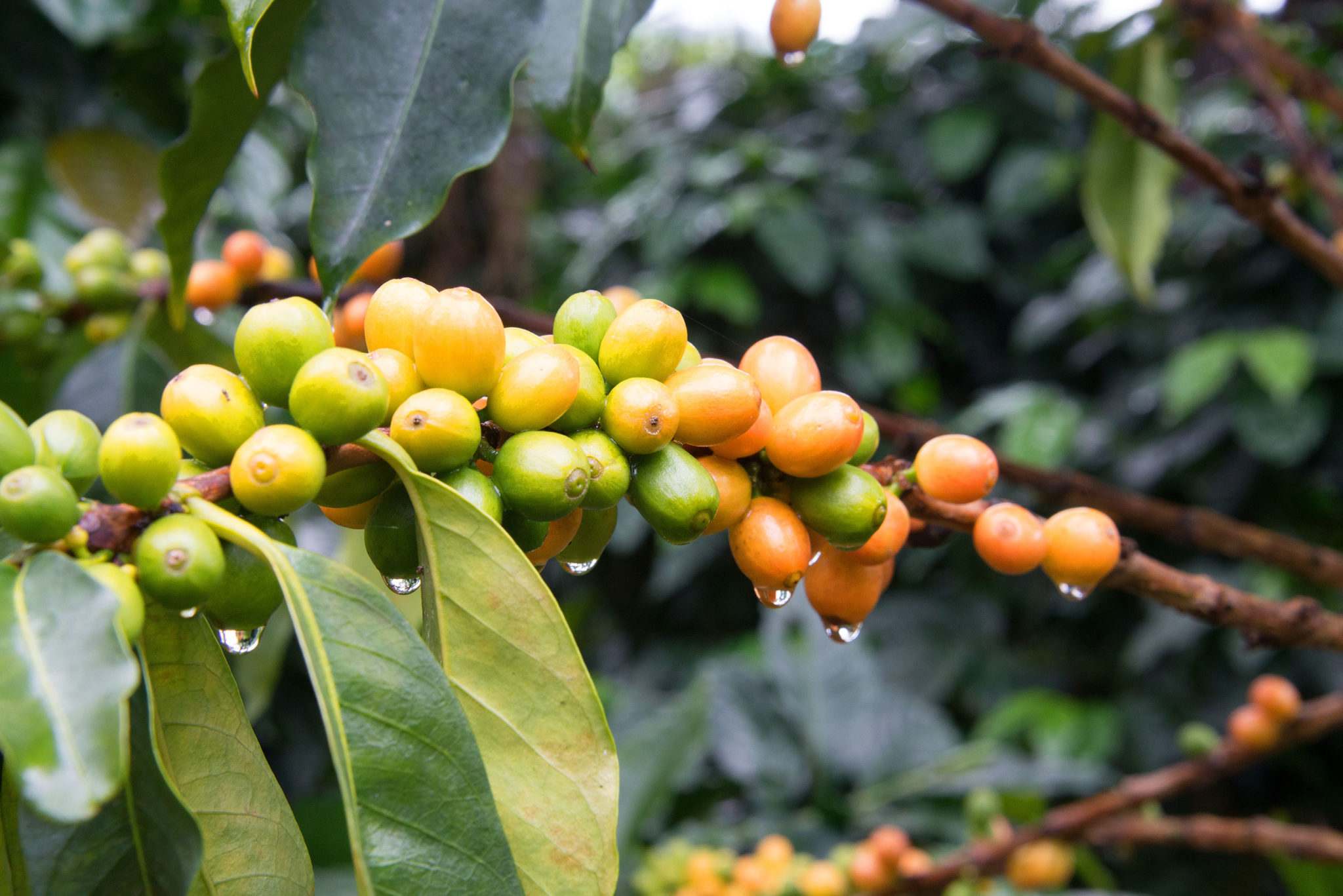 Coffee cherries of different color on coffee plant