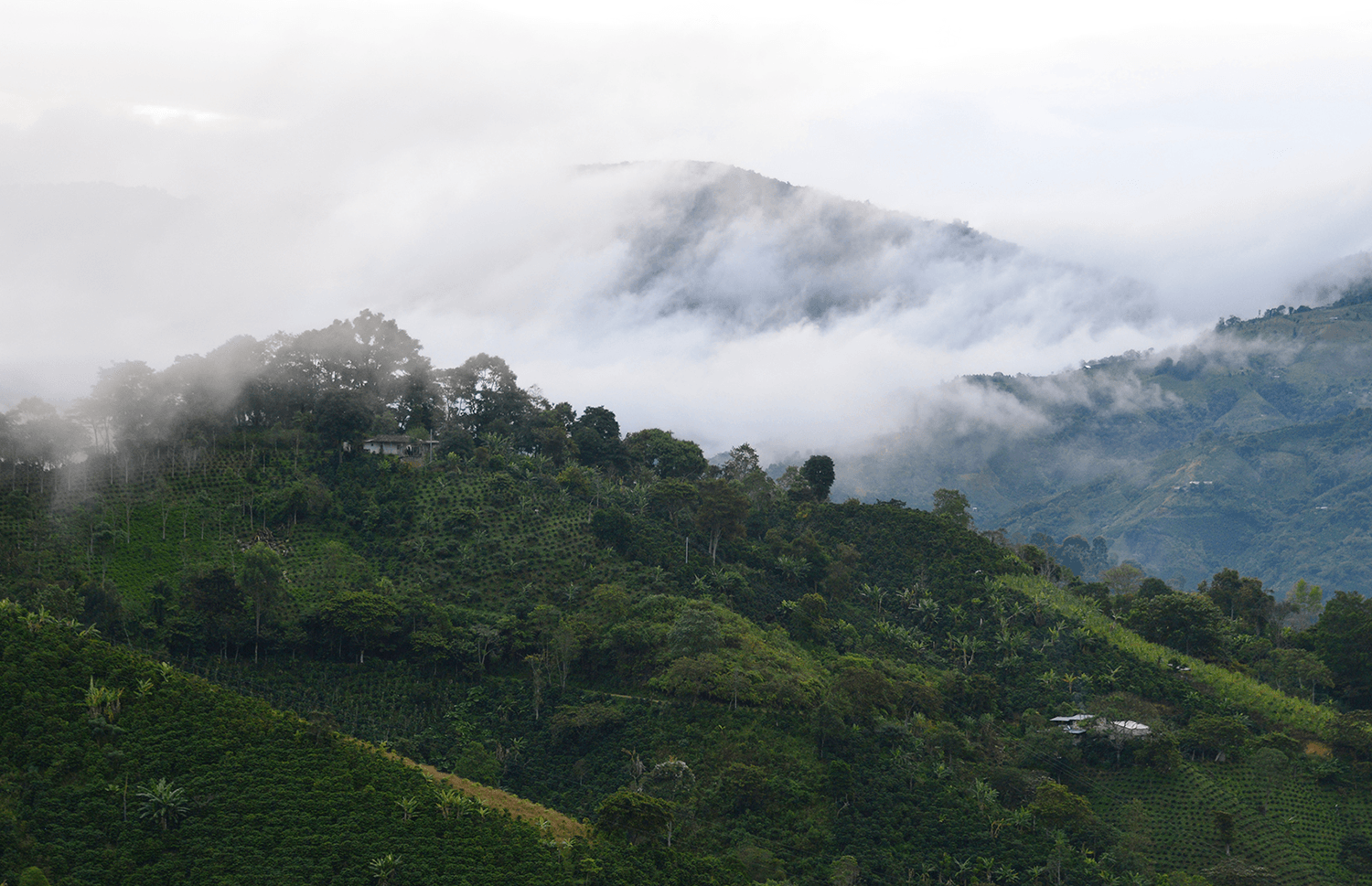 finca los nogales colombian coffee farm