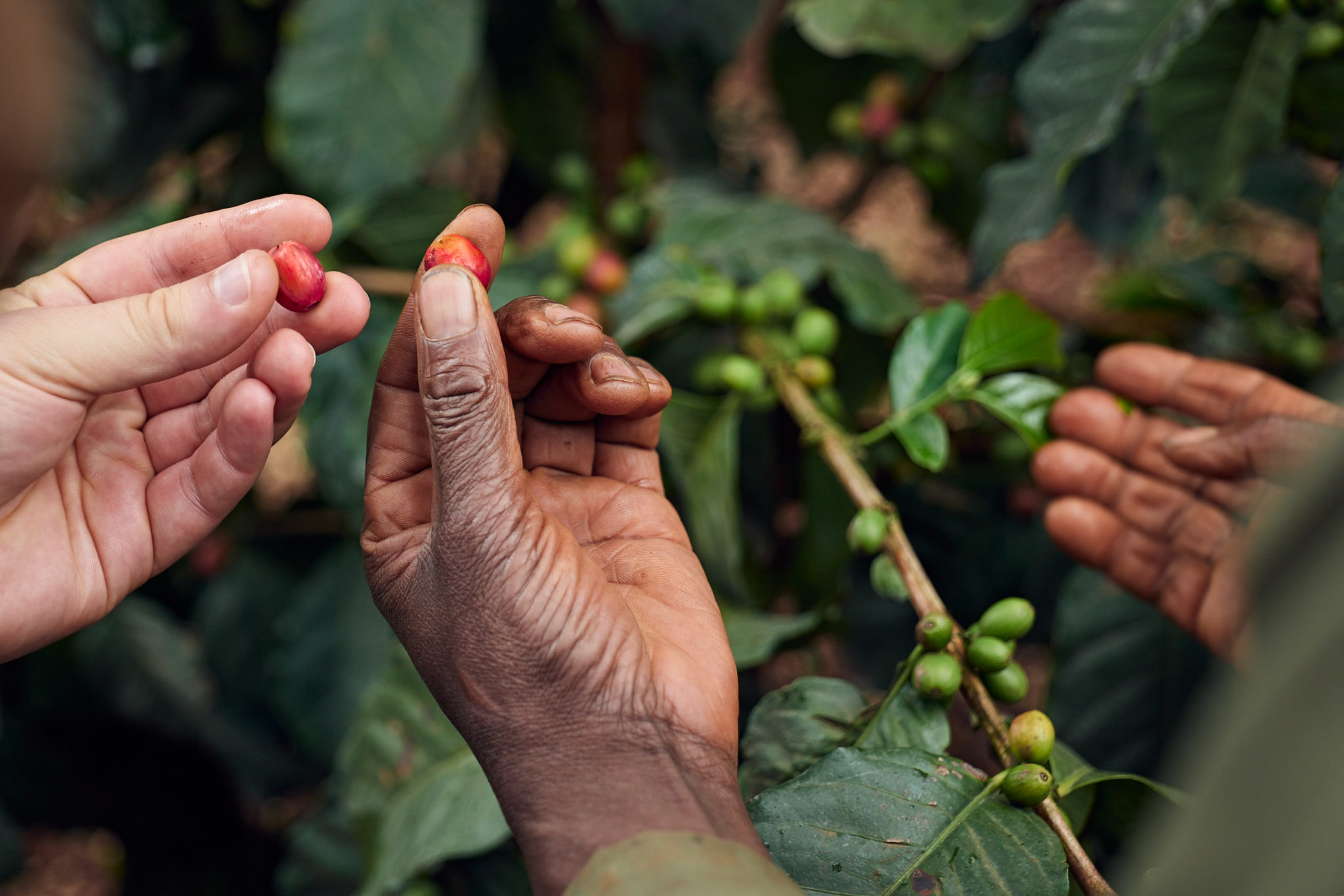 Kenya 2021: Hand with coffee cherry, Ciumenene Coffee Farm