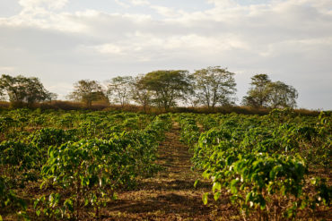 Kenia 2021: In der Hoffnung auf eine gute Ernte