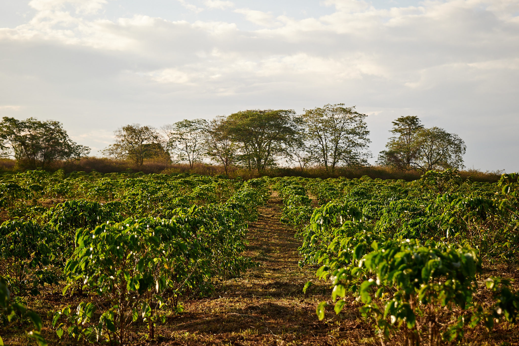 Kenya 2021: Coffee field at Muiri Estate